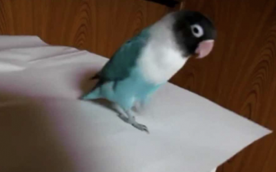 Man Puts On This Birds Favorite Song. The Birds Next Move Made Me Spit My Drink Out!