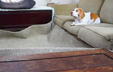 This Dog Gets An Incredible Unexpected Birthday Surprise. His Reaction Is The Funniest Thing Ever!