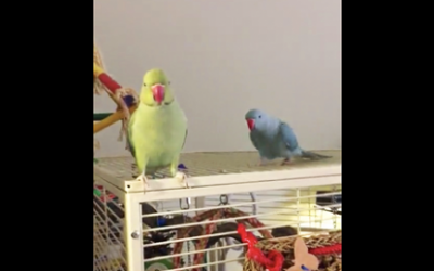 Video: The Blue Parrot Sneaks Up Behind The Green Parrot. What The Bird Says? OMG!