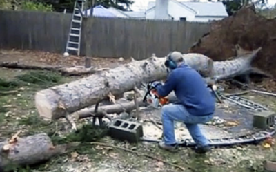 A Giant Storm Brought Down This Big Tree. This Guy Slices Into It But Moments Later The Unthinkable Occurs!