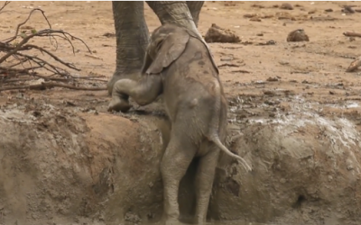 Baby Elephant Is Trapped And Begging Mom For Help. But Wait Til’ You See Who Actually Rescues Him!