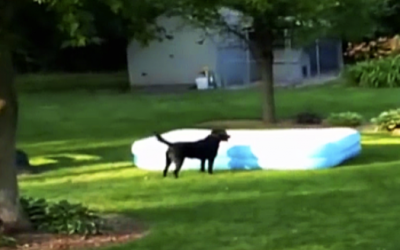 Brother And Sister Are Hiding Under The Blow Up Pool. What The Dog Does Next Made Me Spit My Drink Out!