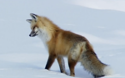 Video – This Fox Heard Something Moving Around In The Snow. His Next Move Is Awesome!