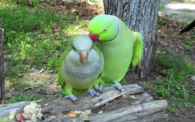 THIS Bird Flirts With His Lady. But When He Leans In and Says THIS I Can’t Stop Laughing!