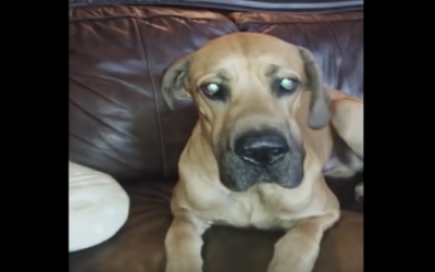 She Confronts This Guilty Pup About A Missing Sandwich. But Then He Reveals It With An Unexpected Surprise!