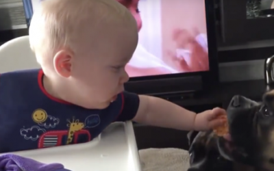 Mom Allows The Baby To Give The Dog His Last Cookie. It Would Be The Biggest Mistake He Ever Made!