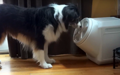 This Guy Bought A Dog Proof Food Box To Keep The Dog Food In. But A Hidden Camera Caught THIS!