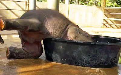 Baby Elephant Tries Hard To Take A Bath On His Own. But Then His Mom Shows Up And Does THIS