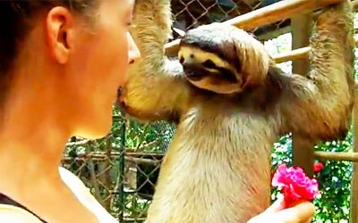 She Tries To Give This Adorable Sloth A Treat But He Wants THIS Unexpected Surprise From Her Instead!