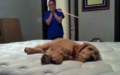 Woman Comes Home To A Unexpected Surprise Puppy But Moments Later She Completely Loses It!