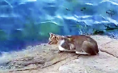 This Cat Walks Up To The Water Real Slow. But His Next Move Causes Everyone To Start Laughing!