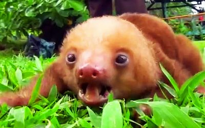 I’ve Never Heard a Baby Sloth Before. When This One Started Making Noise I Spit My Drink Out!