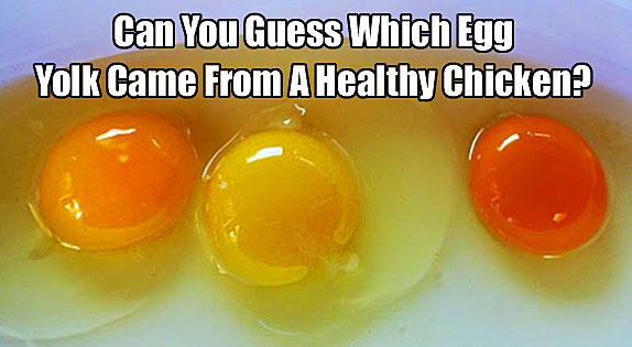 Can You Tell Which Of These Yolks Comes From A Chicken That Is Actually 