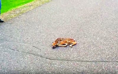 This Guy Spots A Strange Newborn Baby Deer Laying In The Road But Then He Notices THIS..