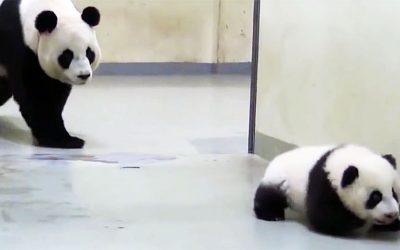 Baby Panda Starts Running Away From Nap Time. But Mom’s Reaction? I Can’t Stop Laughing!