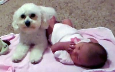 Daddy Switches On The Vacuum Close To The Baby. Now Watch The Dogs Surprise Reaction!