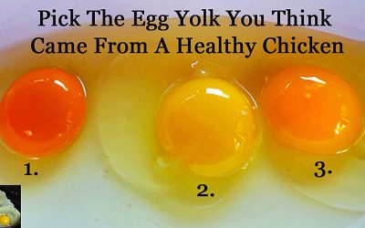 Video – Which Egg Do You Think Came From An Actually Healthy Chicken? Find Out!