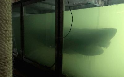 Guy Stumbles Upon An Abandoned Animal Park and Sees a Big Zombie-Like Shark Floating In The Aquarium!