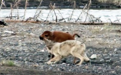 Wolf Decides To Attack This Helpless Baby Bison. But What The Hidden Camera Caught Next Is UNTHINKABLE!