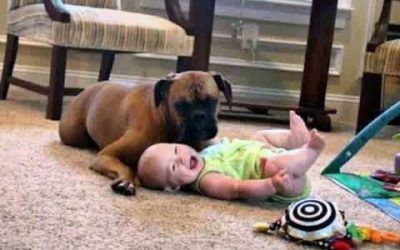 Mom Left Her Baby Girl In The Room Alone With THIS Dog For Just A Minute. Then THIS Happened!