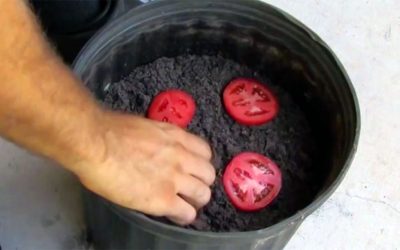 He Takes 4 Slices Of Tomatoes and Places It In Compost. 10 Days Later He Reveals The UNTHINKABLE!