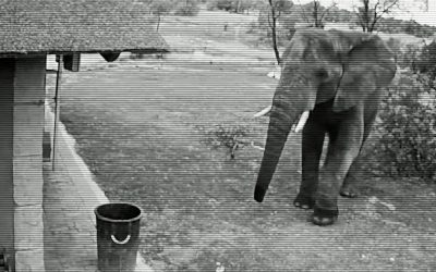 THIS Hidden Video Security Camera Catches THIS Elephant Doing The UNTHINKABLE!