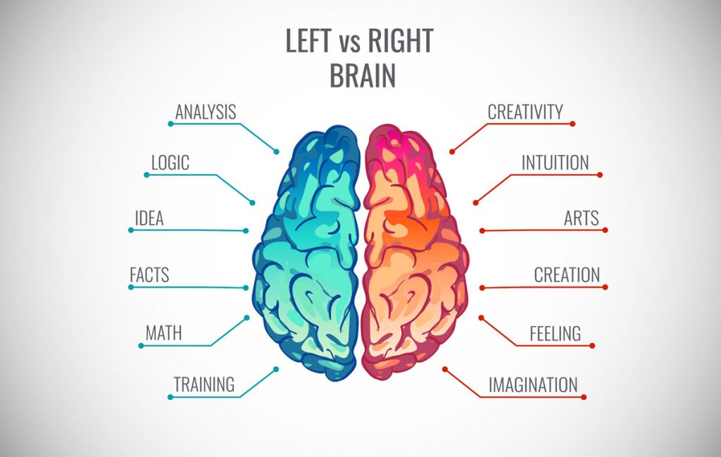 What Does The Right Side Of The Brain Control Sipooter