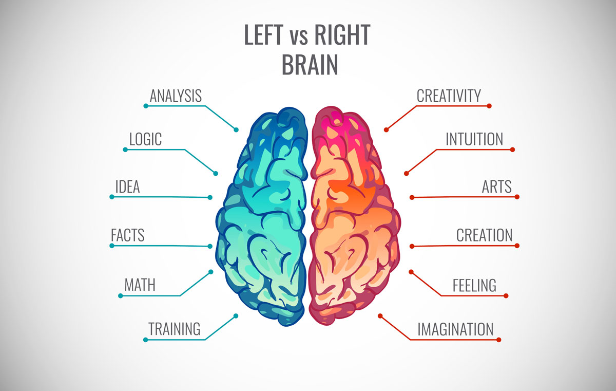 parts-of-the-brain-crossword-wordmint