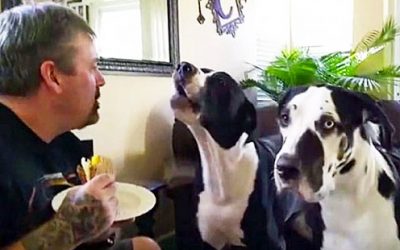 He Tells His Big Pup He Can’t Have His Sandwich. The Big Baby Proceeds To Throw a Hysterical Tantrum