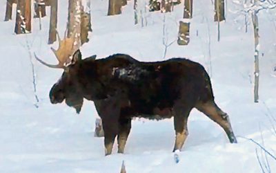 THIS Rare Video Of a Giant Moose Was Caught. But When He Shakes His Head The UNTHINKABLE Occurs!