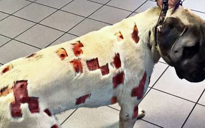 Lady Brings Dog Covered In Strange Spots To The Vet. What They Reveal Underneath His Skin Is Horrifying!