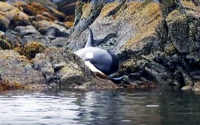 Terrified Orca Was Stranded and Desperately Crying For Help. But Then The UNTHINKABLE Occurs!