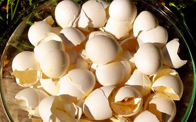 He Never Throws His Leftover Eggshells Into The Trash. But The Reason Is Unexpectedly GENIUS!