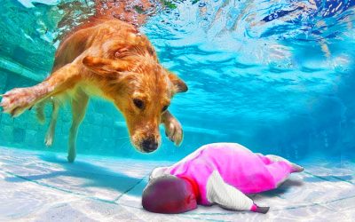 You Will Not Believe Your Eyes When You See How This Pup Saved THIS Toddler’s Life!