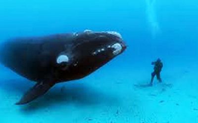 Enormous Whale Will Not Let This Diver Swim Away. She Is Stunned When She Realizes The Reason Why!