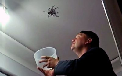 Dad Spots a Giant Spider On The Ceiling Makes The Worst Possible Move And Things Get So Much Worse