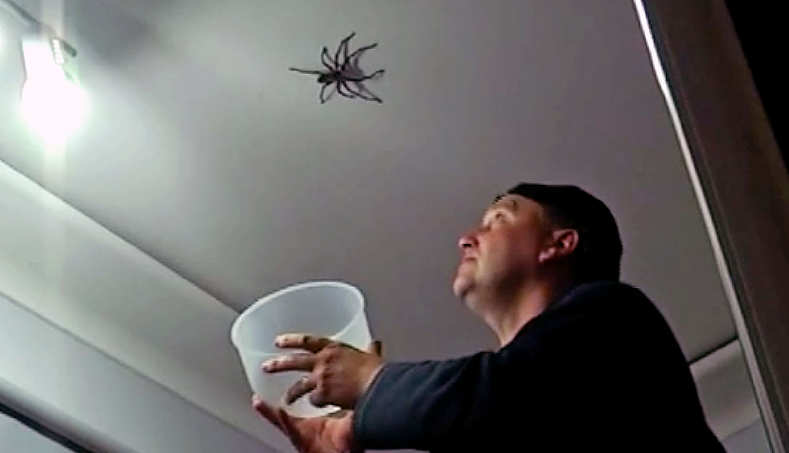 Dad Spots A Giant Spider On The Ceiling Makes The Worst