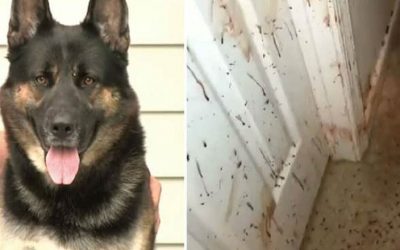 They Arrive Back At Home and The Walls Have Blood Splatter. They See Their German Shepherd and Discover The Scary Truth!