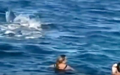 They Were Swimming In Australia Looking For Sea Turtles. Then They Heard an Odd Sound