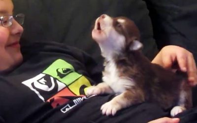 THIS Little Puppy Tries To Howl For The First Time! But What Comes Out Is An UNEXPECTED Surprise!