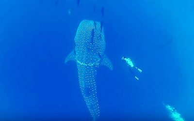 A Giant Whale Shark Swims Near This Diver Then He Realizes Something Was Seriously Wrong!