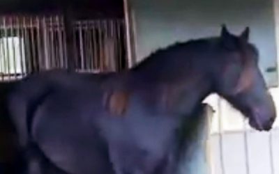 THIS Guy’s Horse Kept Vanishing Every Night. So He Set A Hidden Cam and Caught The UNTHINKABLE!