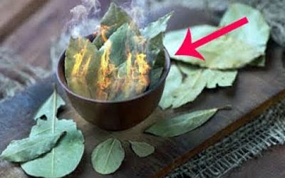 The 2 Incredible Benefits of Burning and Vaporizing Bay Leaves In Your House!