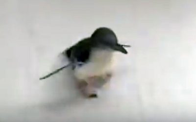 Tiny Penguin Runs Towards His Human But When He Finds Him An UNEXPECTED Surprise!