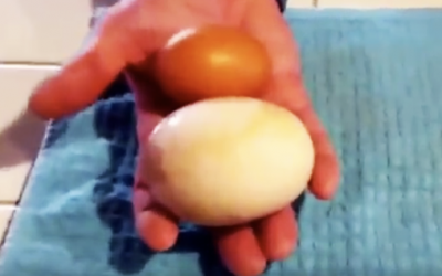 Man Finds A Giant Egg In His Farm. What Comes Out Of THIS Is The UNTHINKABLE!