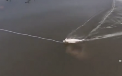 THIS Guy Thought He Was Reeling In His First Fish of The Day. But Watch THIS Water Underneath Closely!