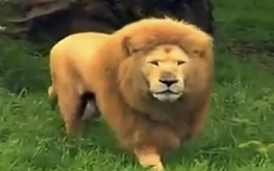 THIS Big Lion Was Bored So They Tossed Him a Toy. They Were Baffled By What He Did THIS With It!