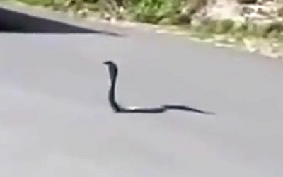 THIS King Cobra Is Holding Up Traffic. Then An UNTHINKABLE Surprise Snatches Him Off The Street!