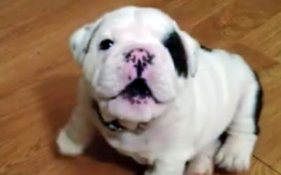 Mama Tells Her Tiny Bulldog Pup To Shush. He Proceeds To Throw A Hysterical Tantrum.