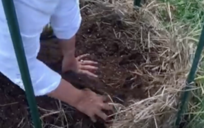 This Lady Places A Bag Of Potatoes In A Tower Nest Made Of Straw. 3 Months Later She Reveals THIS!